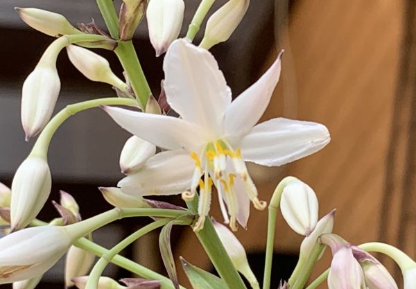 Random plant flower