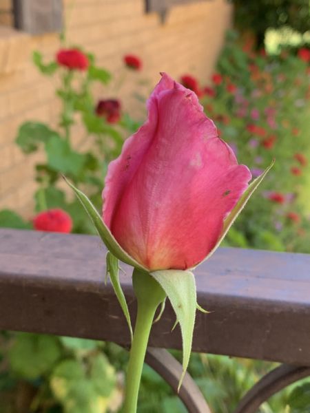 Pink rosebud