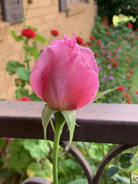 Pink rosebud