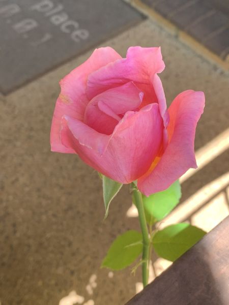Pink rosebud