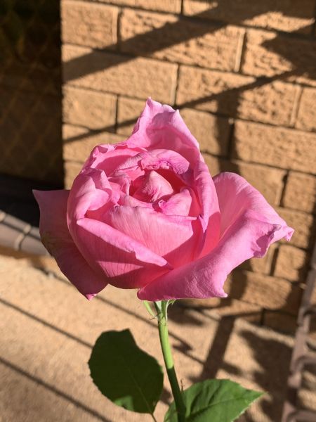 Pink rosebud