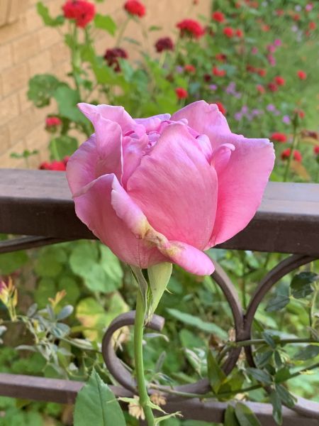 Pink rosebud
