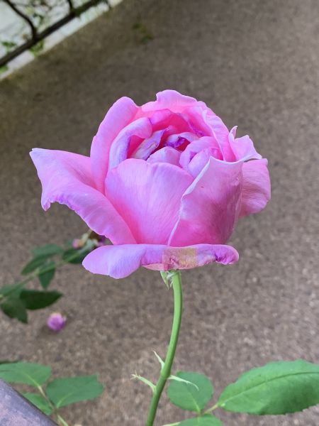 Pink rosebud