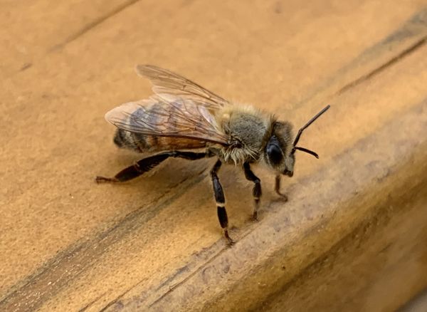 Saved this bee