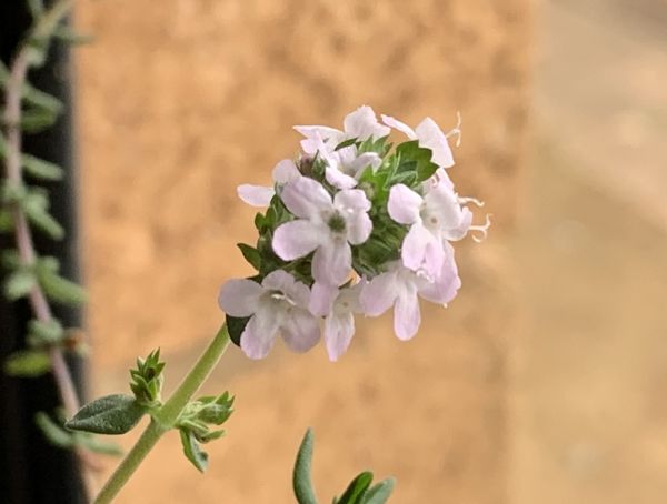Thyme flowers