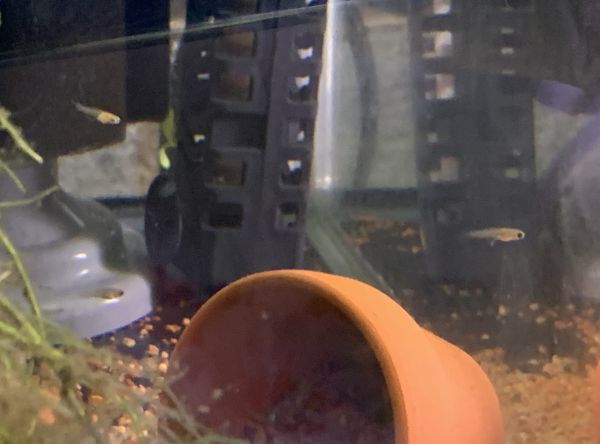 Baby guppies