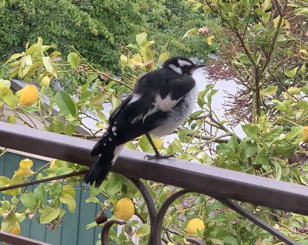 Baby magpie lark