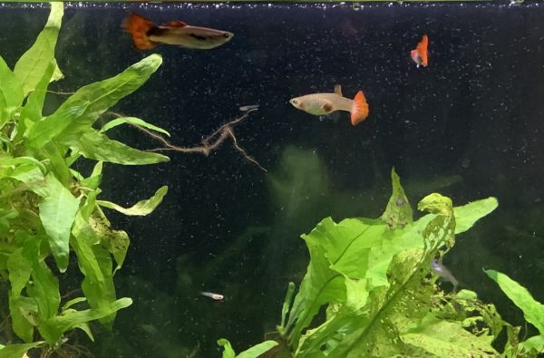 Big and small guppies