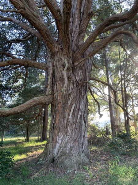 Turpentine tree