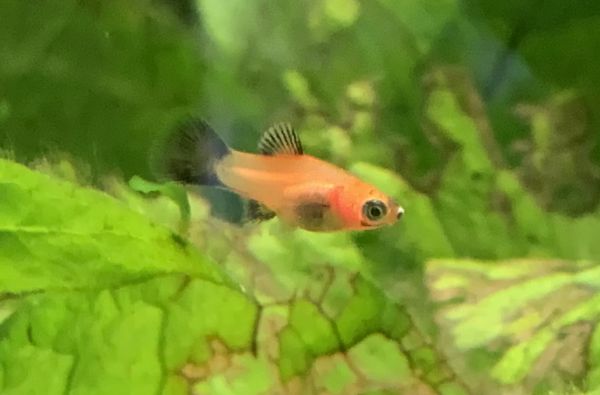 Baby platy