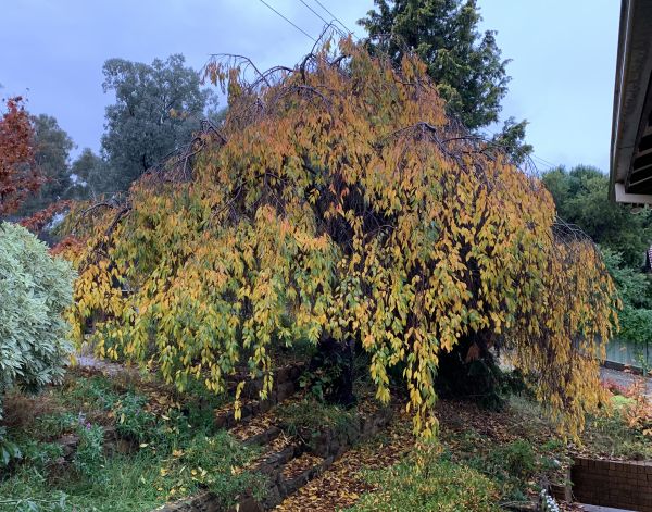 Cherry tree dropping