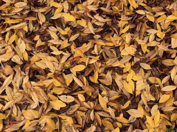 Dropped leaves