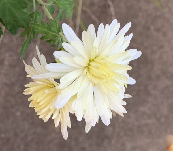 Chrysanthemums