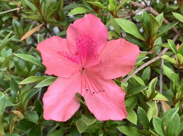 Confused azalea