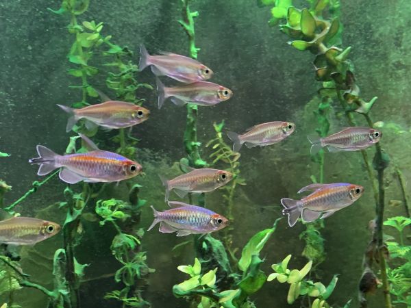Congo tetras