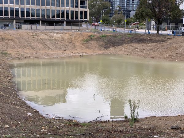 Ducks in the new Belco swimming pool