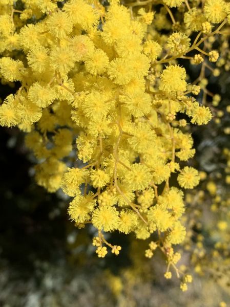Early wattle
