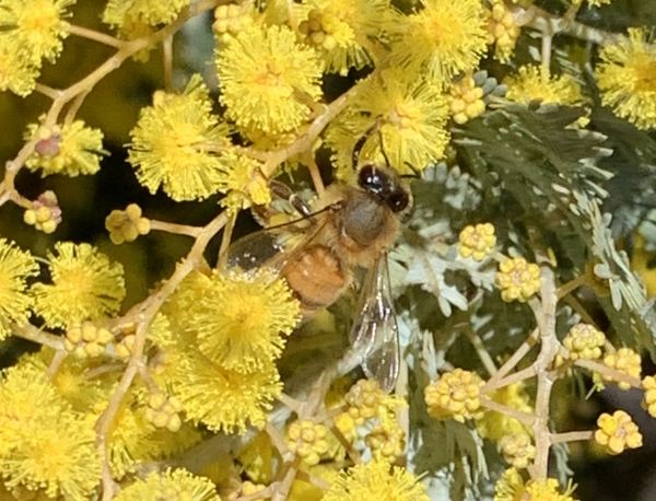 Early wattle with bee