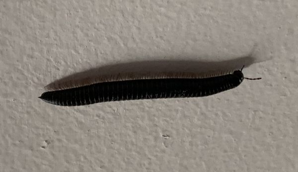 Evil millipedes