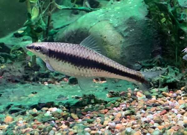Fat siamensis