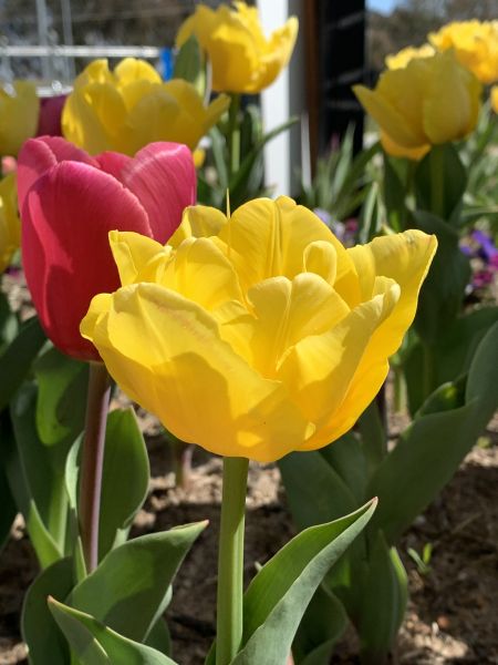 Pretty Floriade