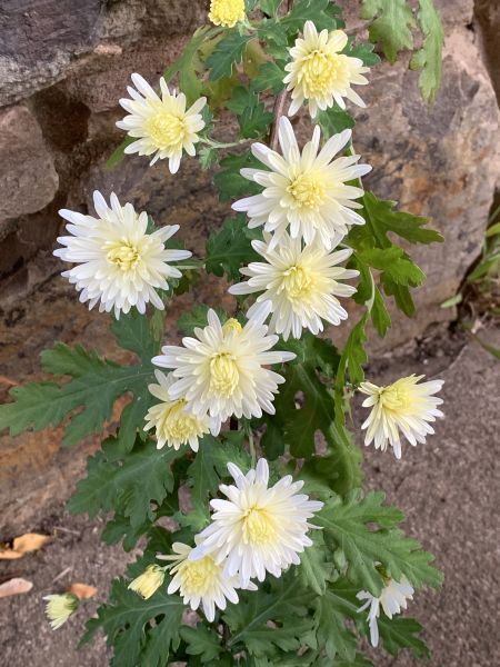 Hanging chrysanthemums