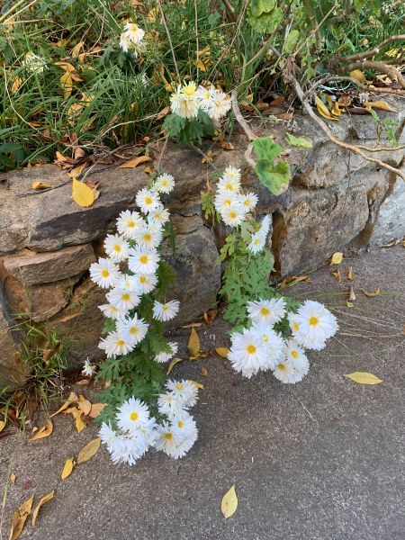 Hanging chrysanthemums