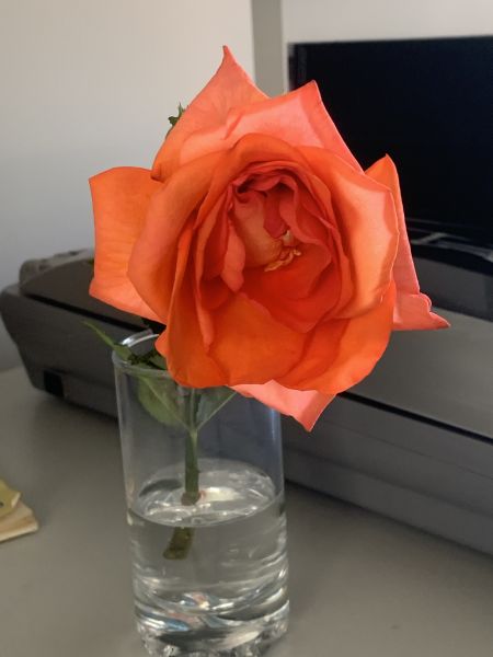 Herbert's rose
