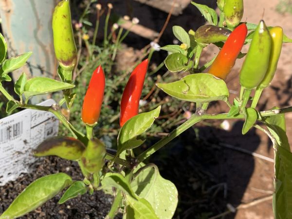 Home grown chillies