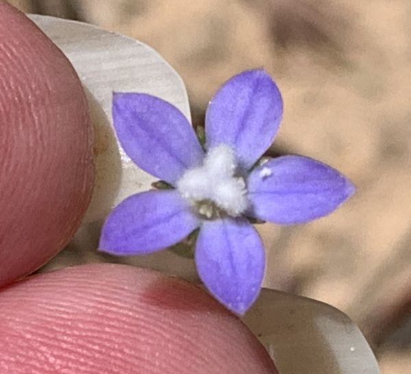 Itty bitty purple flower
