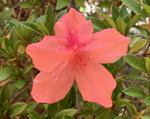 Last chance summer flowers