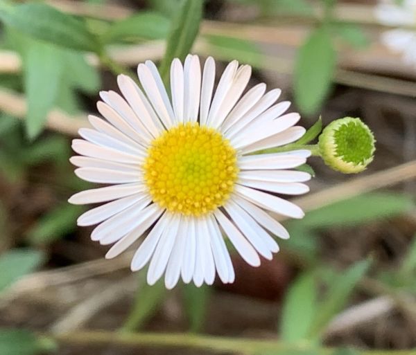 Last chance summer flowers
