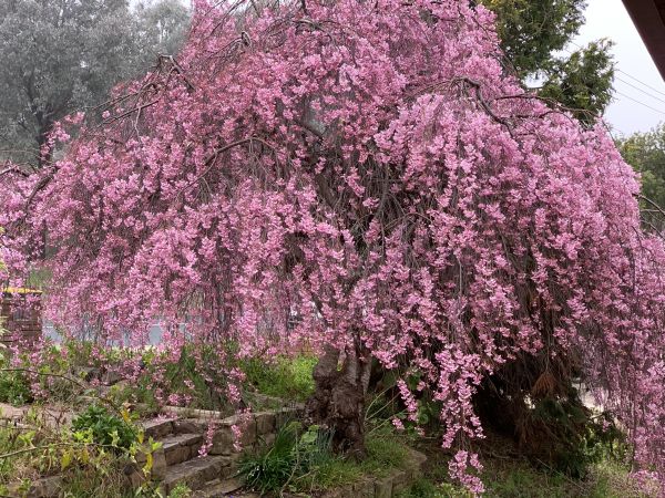 Most beautiful tree ever