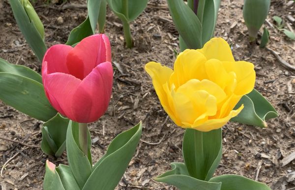 My local floriade