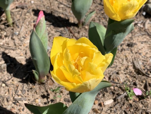 My floriade