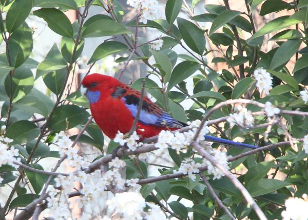 Oh hai crimson rosella