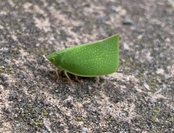Oh hai leaf bug