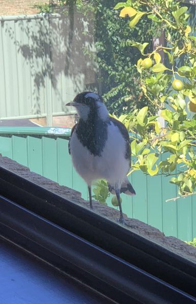 Oh hai little bird