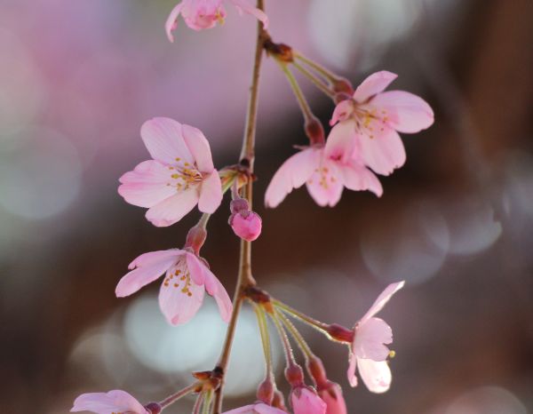 Petal closeup