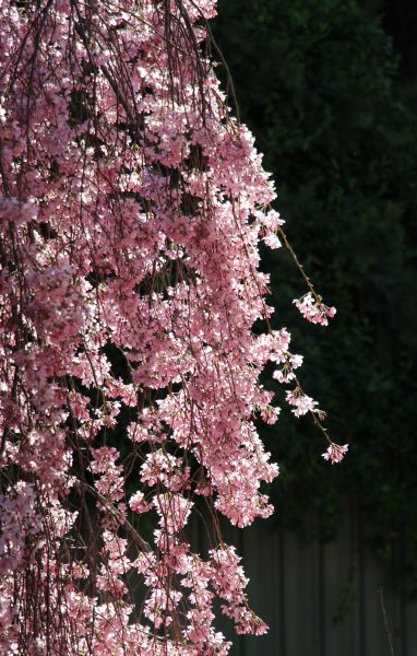 Petal waterfall