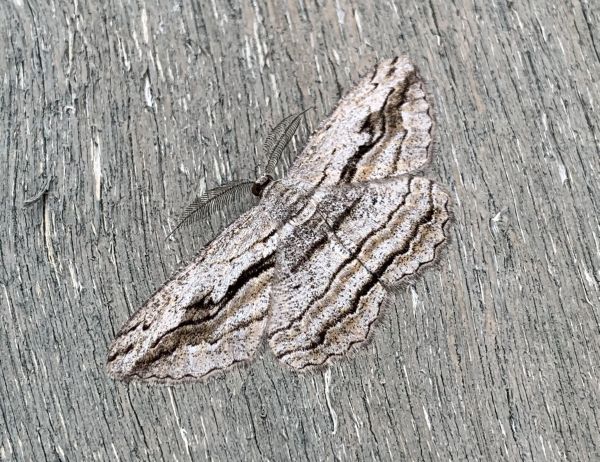 Plank moth