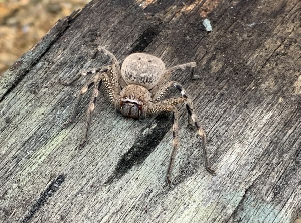 Plank spider