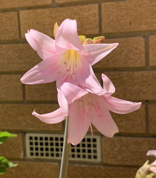 Pretty pink flowers