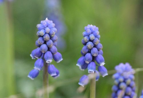 Purple bells