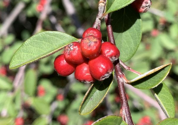 Red berries