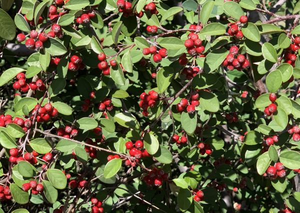 Red berry bush