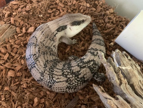 Stumpy