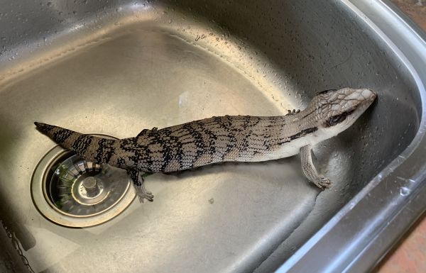 Stumpy in the sink