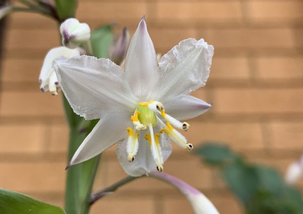 Stu's plant flowering