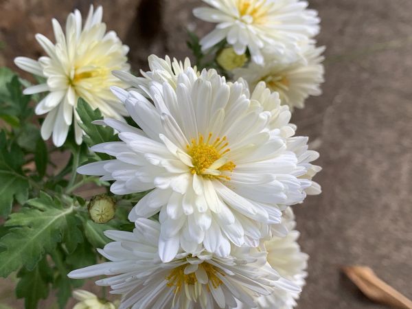 Chrysanthemums
